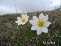 Boreal plant